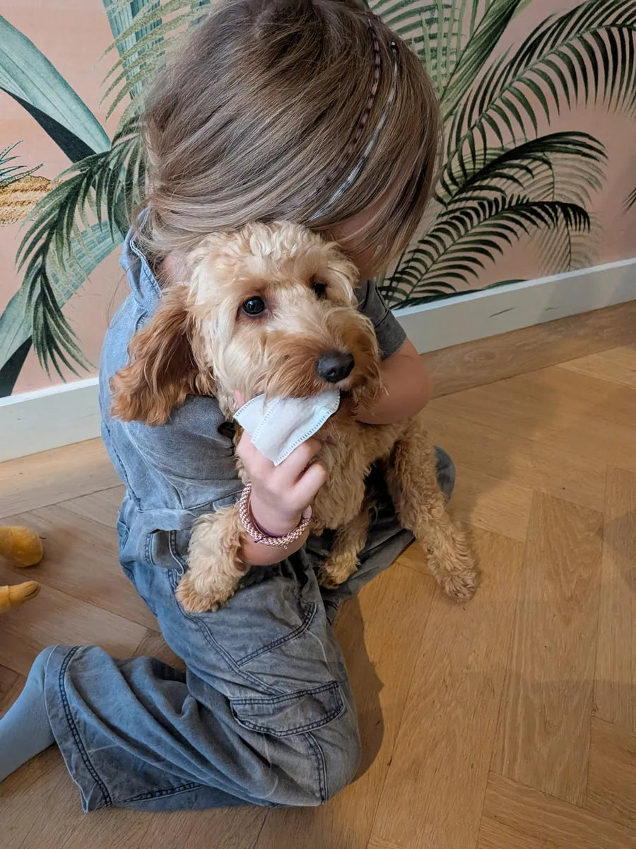 A child holding a cockapoo while wiping its teeth with a CHOMP finger wipe